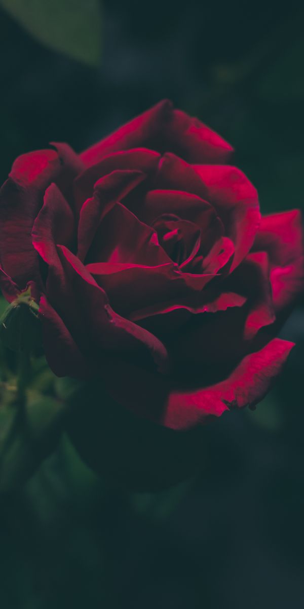 Beautiful 4K Mobile Wallpaper Featuring a Dark Rose Flower