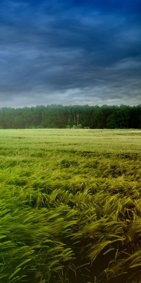 Breathtaking phone background featuring a lush field under a moody sky