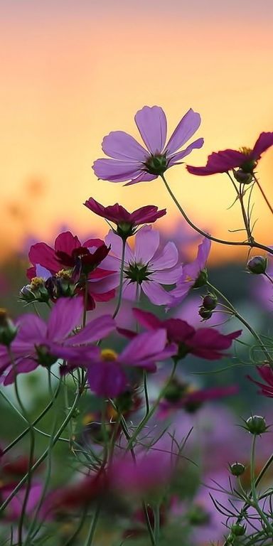 Beautiful mobile wallpaper featuring daisies and cosmos flowers in a sunset glow
