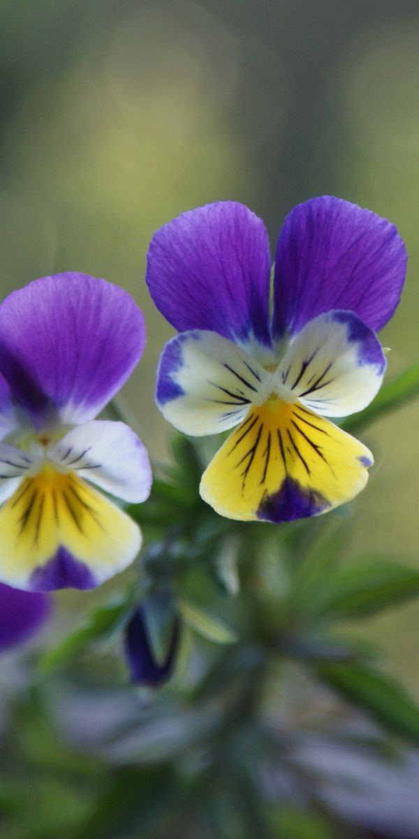 Phone wallpaper: Pansies, Greens, Flowers, Multicolored free download
