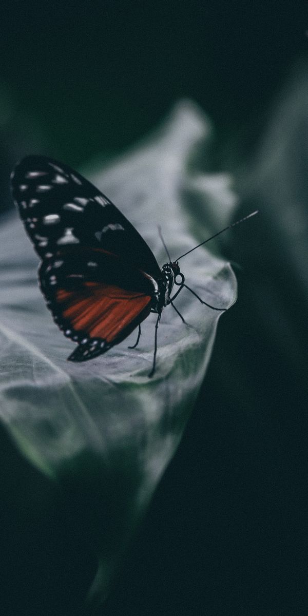Beautiful Macro of a Butterfly Resting on a Leaf