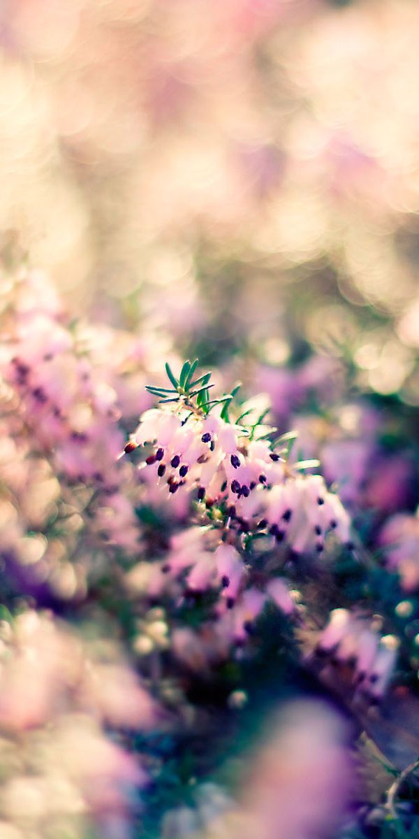 Beautiful Pink Flowers Captured in Soft Focus