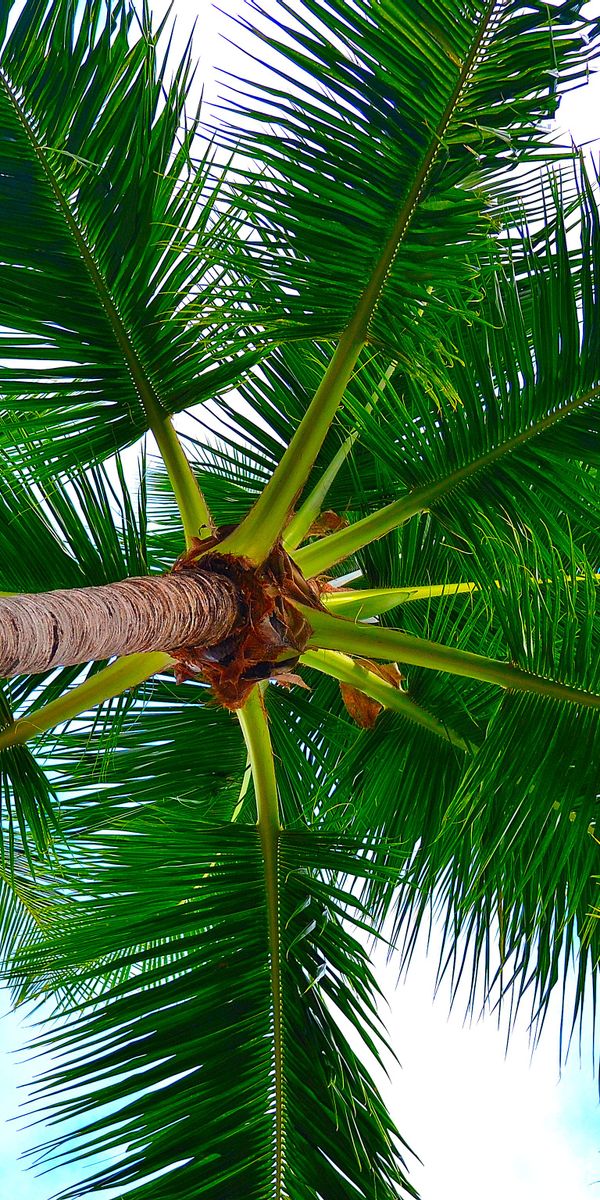 Majestic Palm Tree Wallpaper: Embrace Nature's Beauty