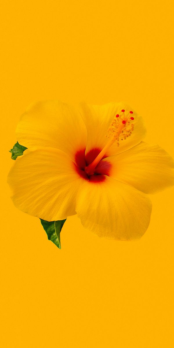 Beautiful Yellow Hibiscus Flower Wallpaper
