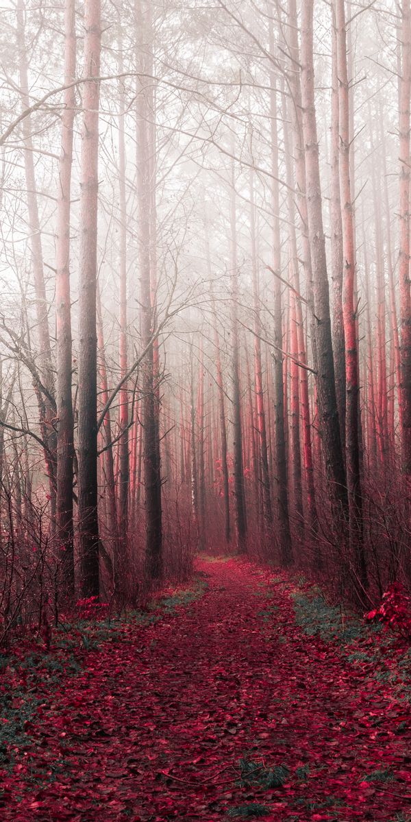 Phone wallpaper: Road, Trees, Path, Nature, Forest free download