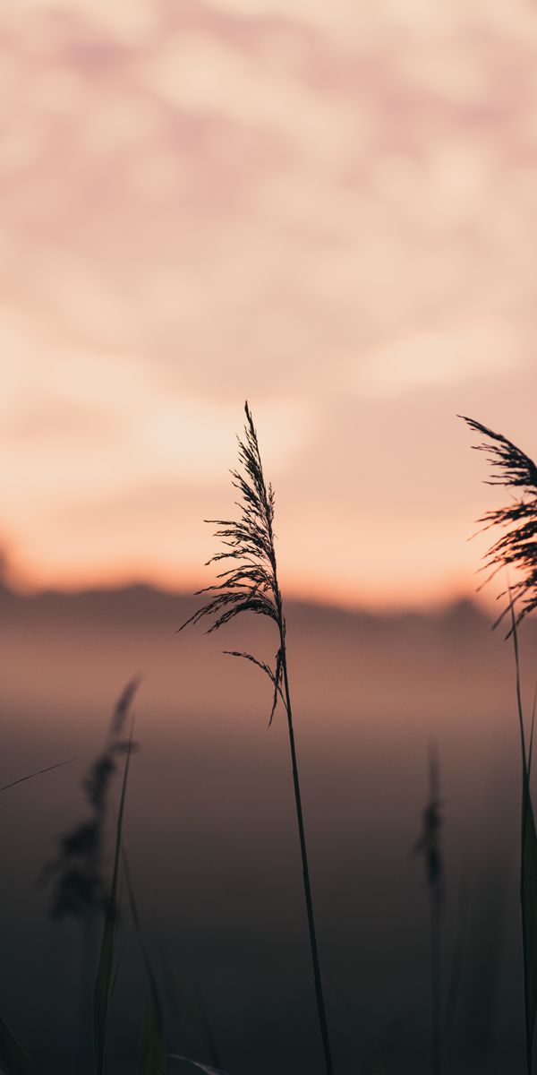 Phone wallpaper: Nature, Ears, Grass, Spikes, Fog, Macro, Focus free download