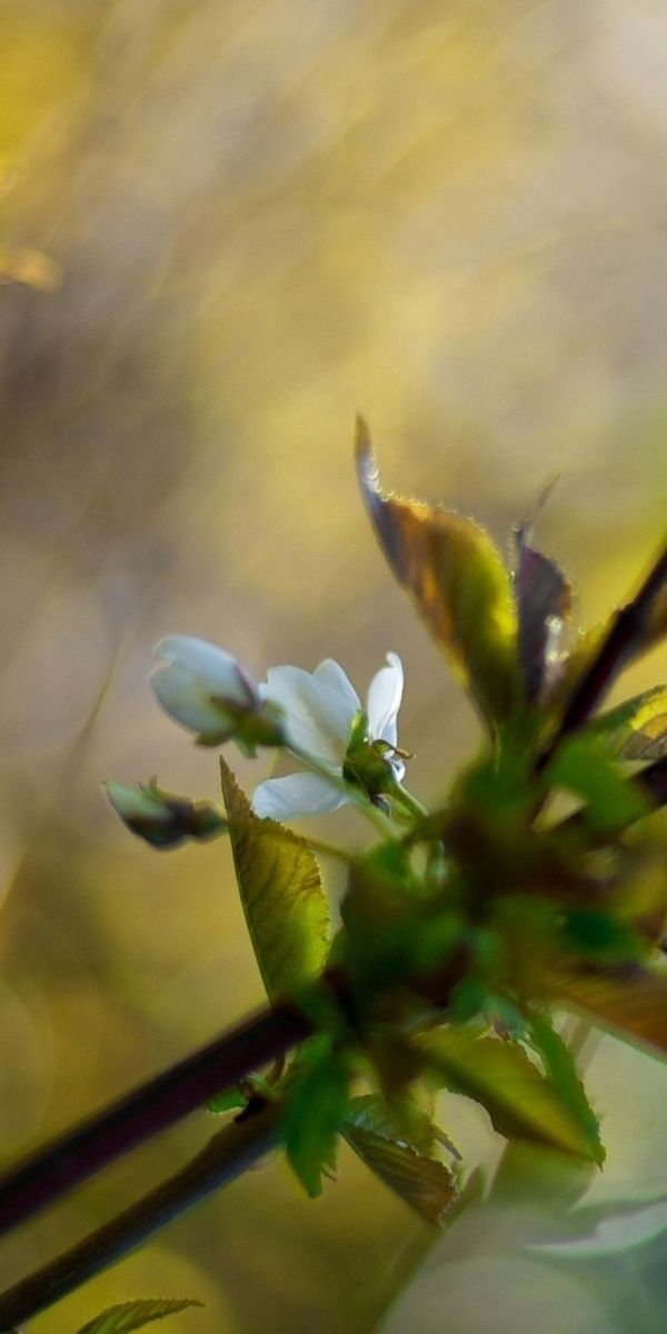 Phone wallpaper: Smooth, Branch, Leaves, Macro, Background, Blur free download