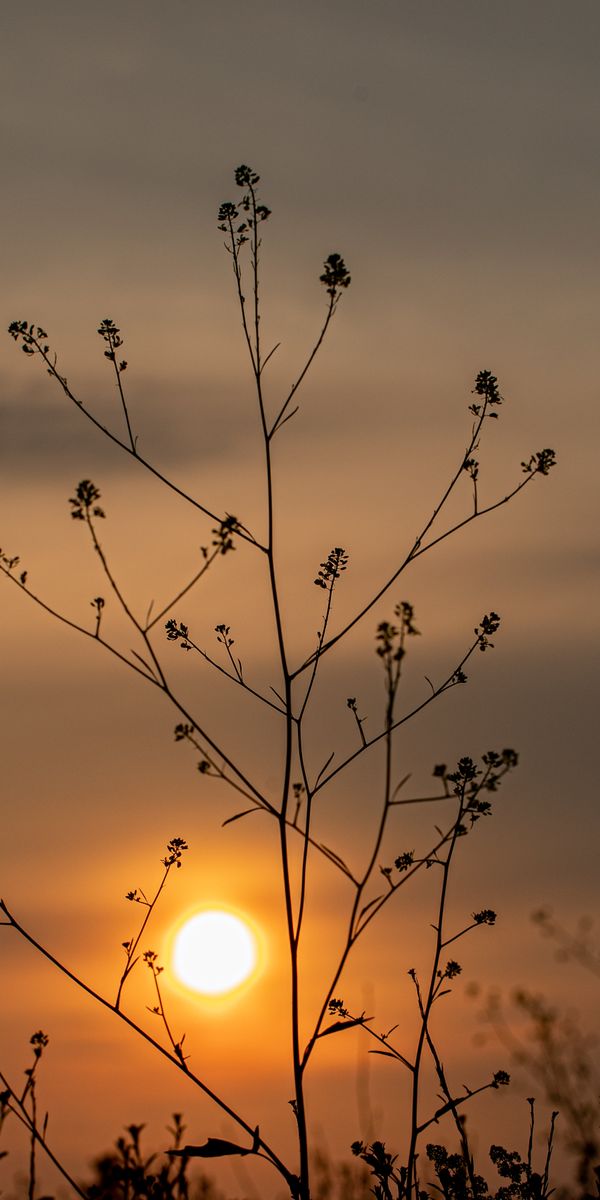 Beautiful Sunset Silhouette of Nature