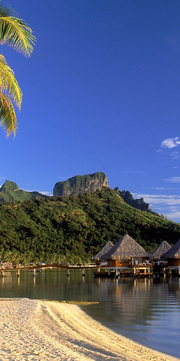 Tropical Paradise Phone Wallpaper: Palm Trees and Ocean Bliss