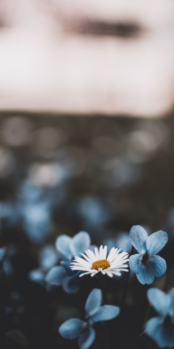 Phone wallpaper: Flowering, Smooth, Bloom, Chamomile, Flowers, Camomile, Blur free download
