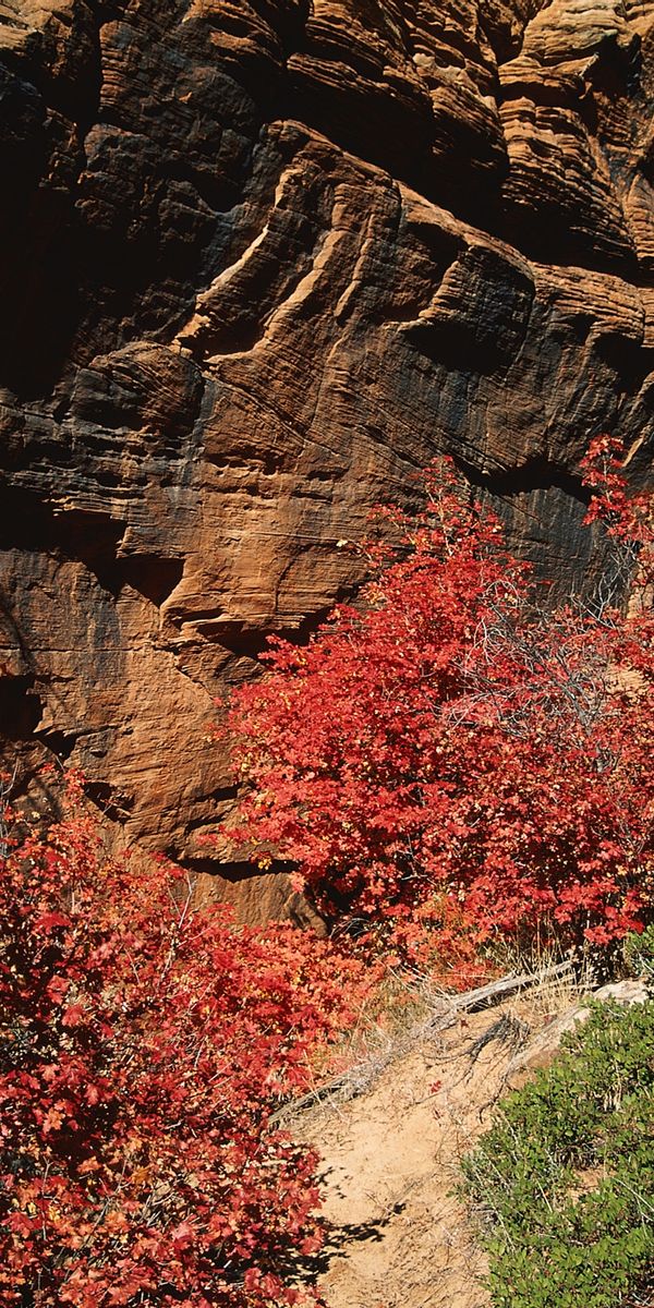 Vibrant Autumn Landscape with Red Leaves and Rocky Background