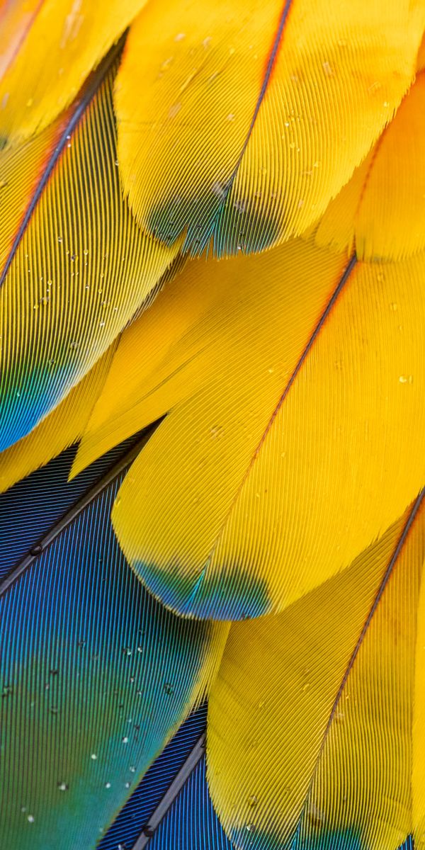 Phone wallpaper: Feather, Macro, Motley, Multicolored free download