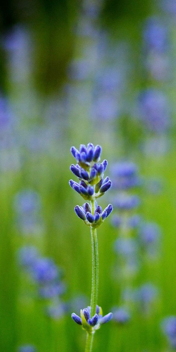 Phone wallpaper: Field, Smooth, Blur, Lavender, Macro free download