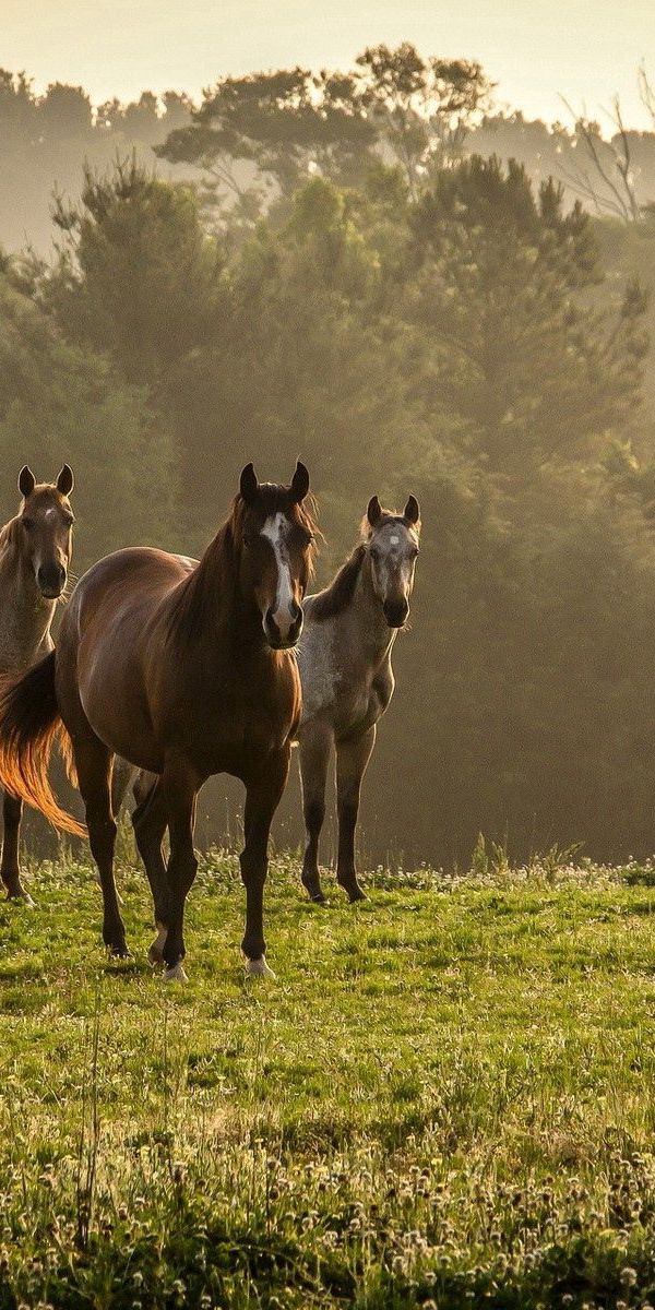 Majestic Horses Strolling Through a Misty Meadow - 4K Phone Background