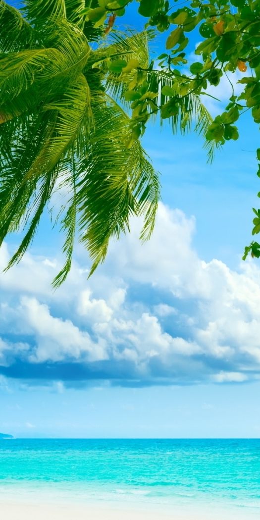 Breathtaking 4K iPhone Wallpaper: Tropical Landscape with Palms and Sea