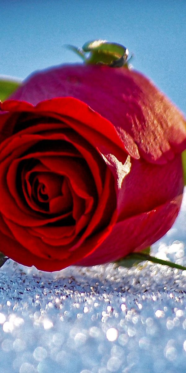 Phone wallpaper: Red Flower, Dew, Red Rose, Flowers, Flower, Rose, Earth free download