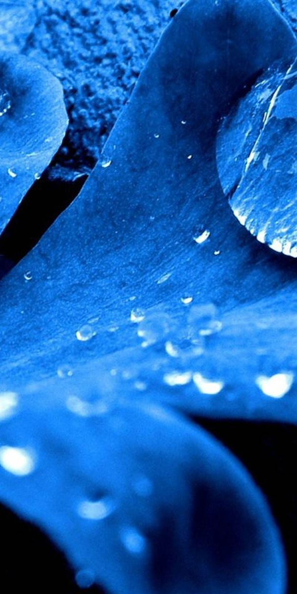 Beautiful Macro Water Drops on Leaf - Perfect Phone Wallpaper