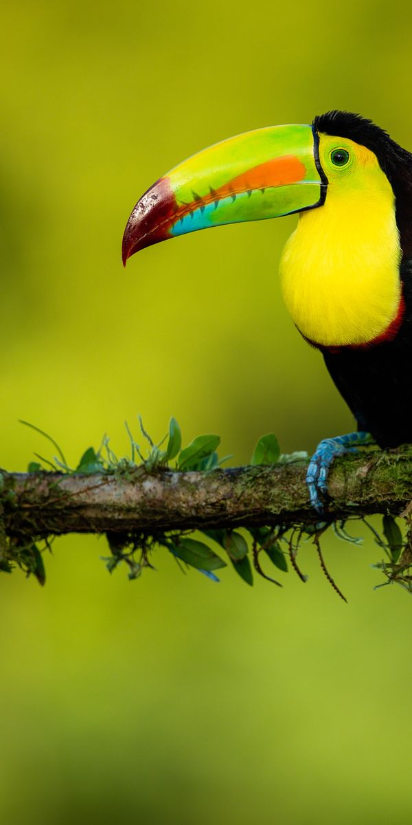 Colorful toucan on a branch - perfect mobile wallpaper for nature lovers