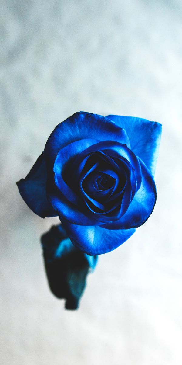 Phone wallpaper: Rose Flower, Bud, Smooth, Flower, Flowers, Rose, Blur free download