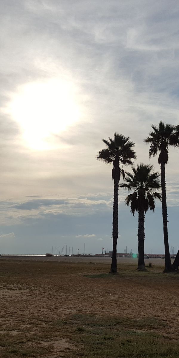 Phone wallpaper: Coma Ruga, Coma Rug, Nature, Palms, Spain, Beach free download
