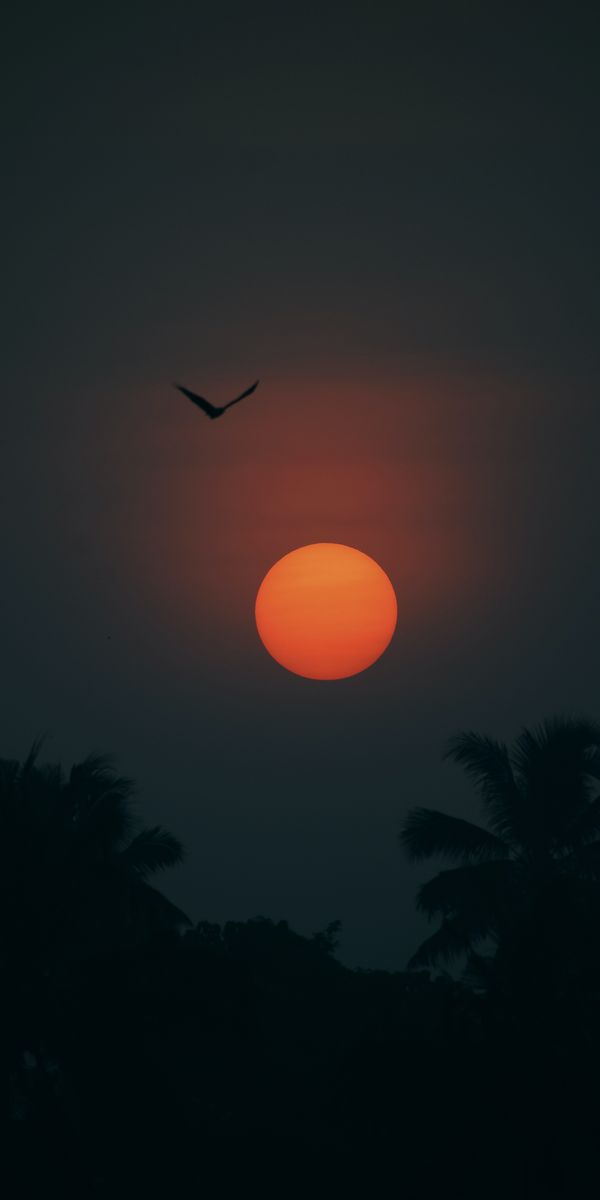 Breathtaking Sunset with Palms and Bird Silhouette in Twilight