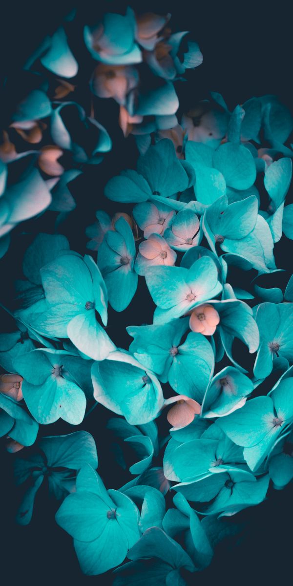 Phone wallpaper: Hydrangea, Flowers, Inflorescence, Petals, Inflorescences free download