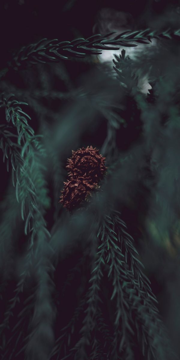 Phone wallpaper: Cone, Bump, Smooth, Branches, Macro, Blur free download