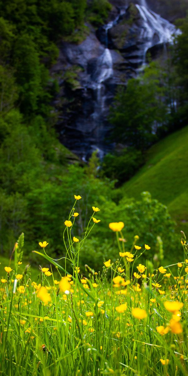 Beautiful Meadow of Yellow Flowers and Majestic Waterfall