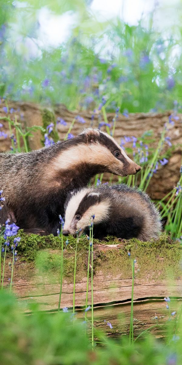 Phone wallpaper: Flower, Blur, Animal, Badger, Purple Flower free download