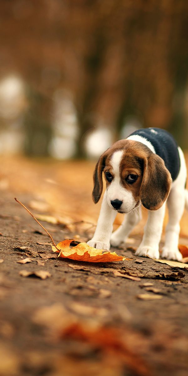 Phone wallpaper: Dogs, Dog, Blur, Leaf, Fall, Animal, Puppy, Sad, Bokeh, Beagle free download