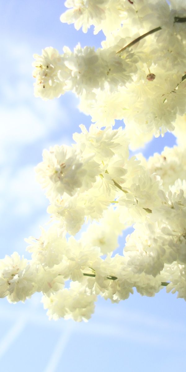 Charming white flower wallpaper: a serene blend of nature and sky