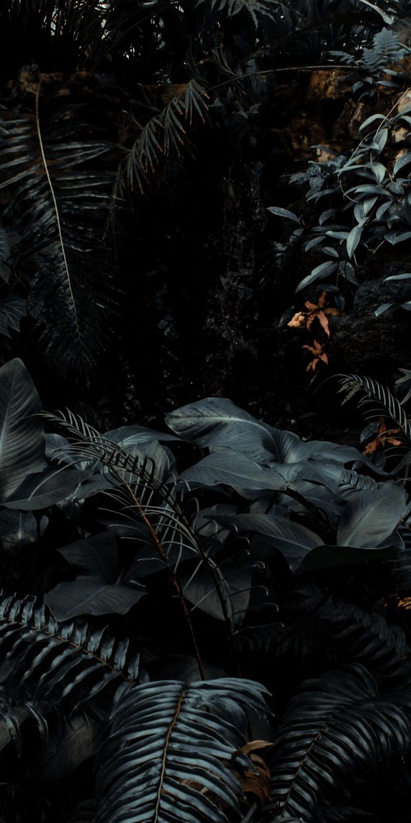 Lush Dark Tropical Wallpaper Featuring Ferns and Plants