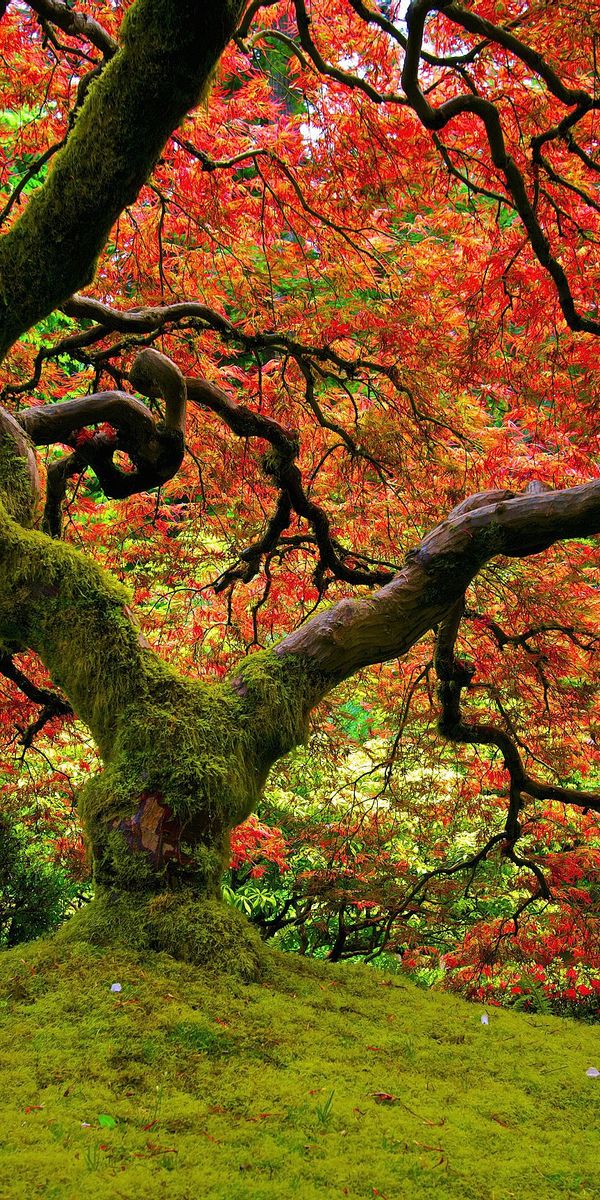 Twisted Tree with Vibrant Colors: Nature's Masterpiece