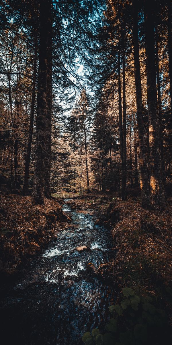 Phone wallpaper: Stream, Rivers, Trees, Forest, Flow, Nature free download