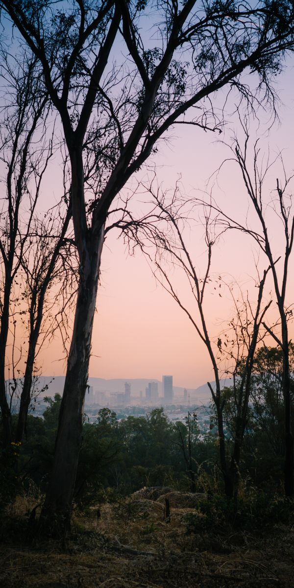Breathtaking View of Dawn Over Mexico City with Tree Silhouettes