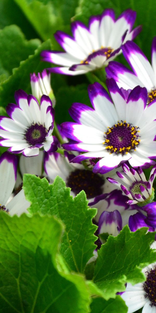 Beautiful floral phone wallpaper featuring purple and white flowers