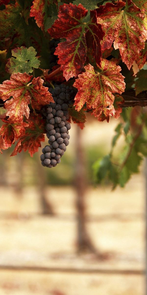 Beautiful Vineyard Scene with Grapes and Autumn Leaves