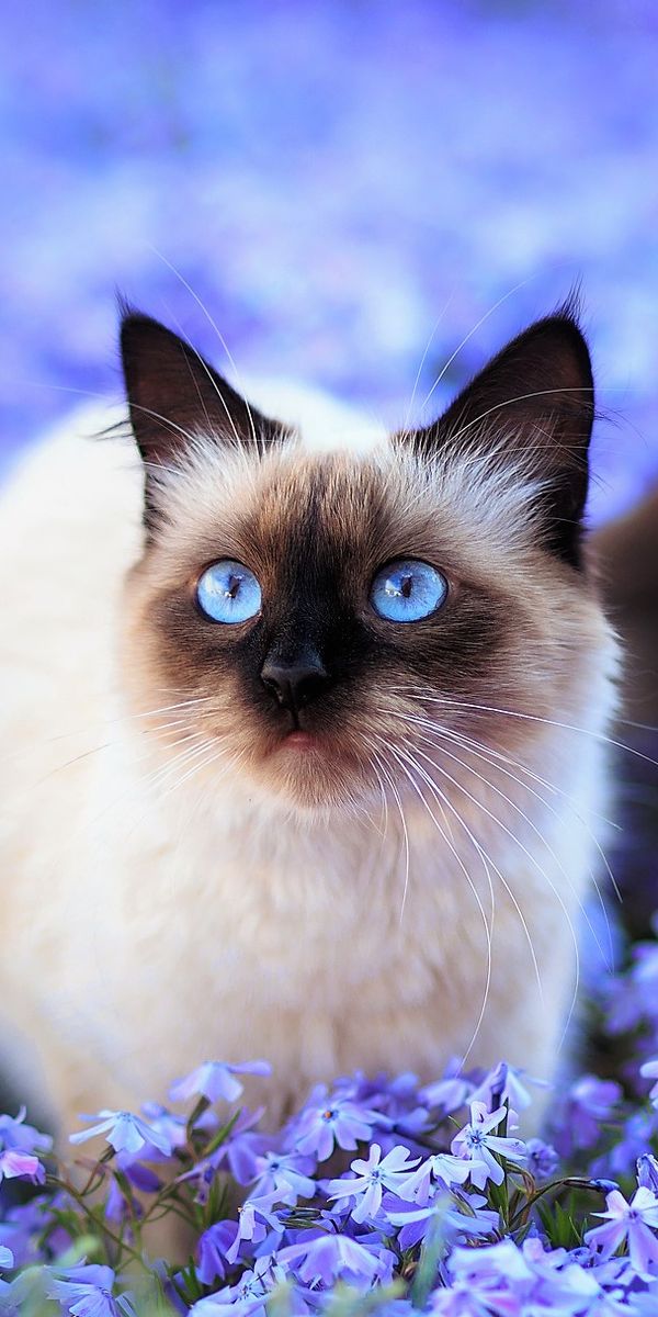 Phone wallpaper: Cats, Flower, Cat, Blur, Field, Animal, Cute, Blue Eyes, Blue Flower, Himalayan Cat
