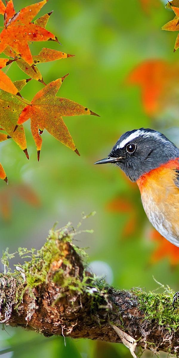 Vibrant Robin Perched on a Branch Surrounded by Fall Foliage