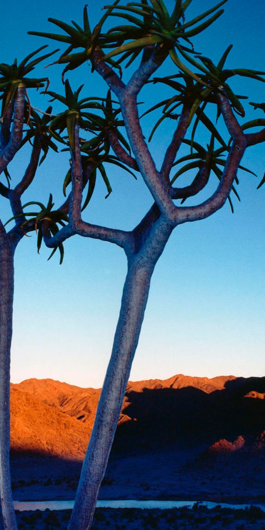 Phone wallpaper: Trees, Tree, Mountain, Earth, Sky free download