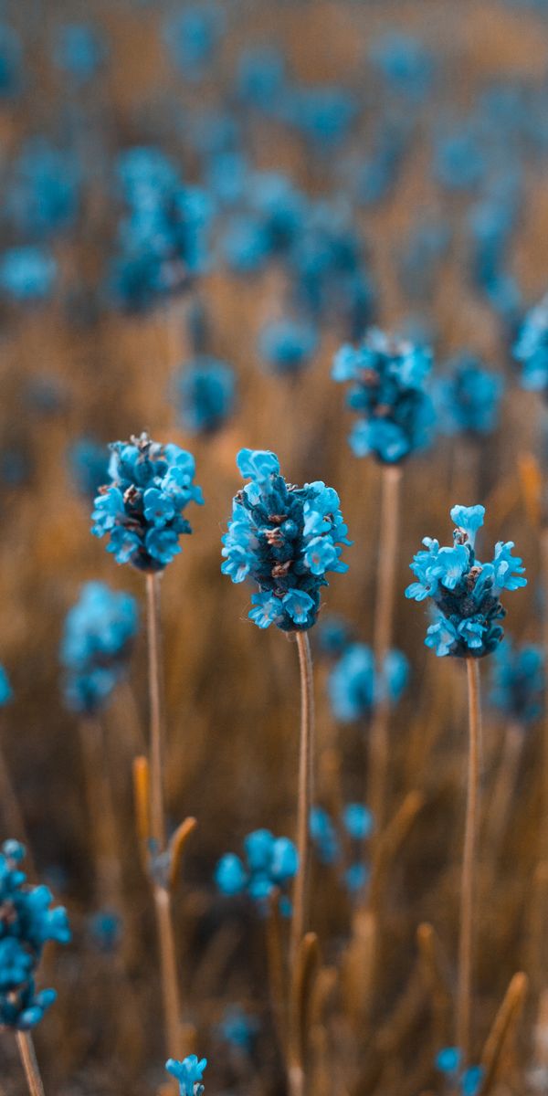 Phone wallpaper: Smooth, Blur, Field, Flowers free download