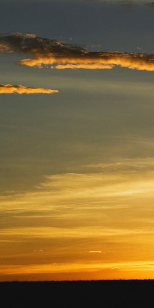 Phone wallpaper: Wood, Tree, Clouds, Horizon, Outlines, Evening, Lonely, Nature free download