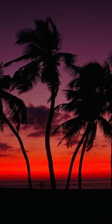 Breathtaking 4K mobile wallpaper featuring palm trees against a vibrant sunset