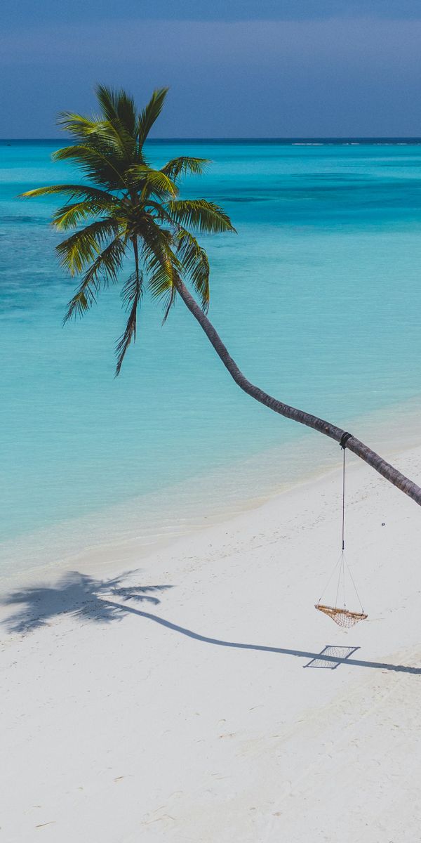 Tranquil Beach with Palm Tree - Ideal for Relaxation