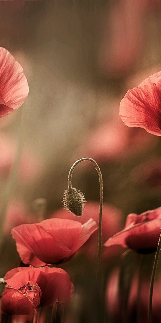 Phone wallpaper: Nature, Flowers, Flower, Blur, Earth, Poppy, Red Flower free download