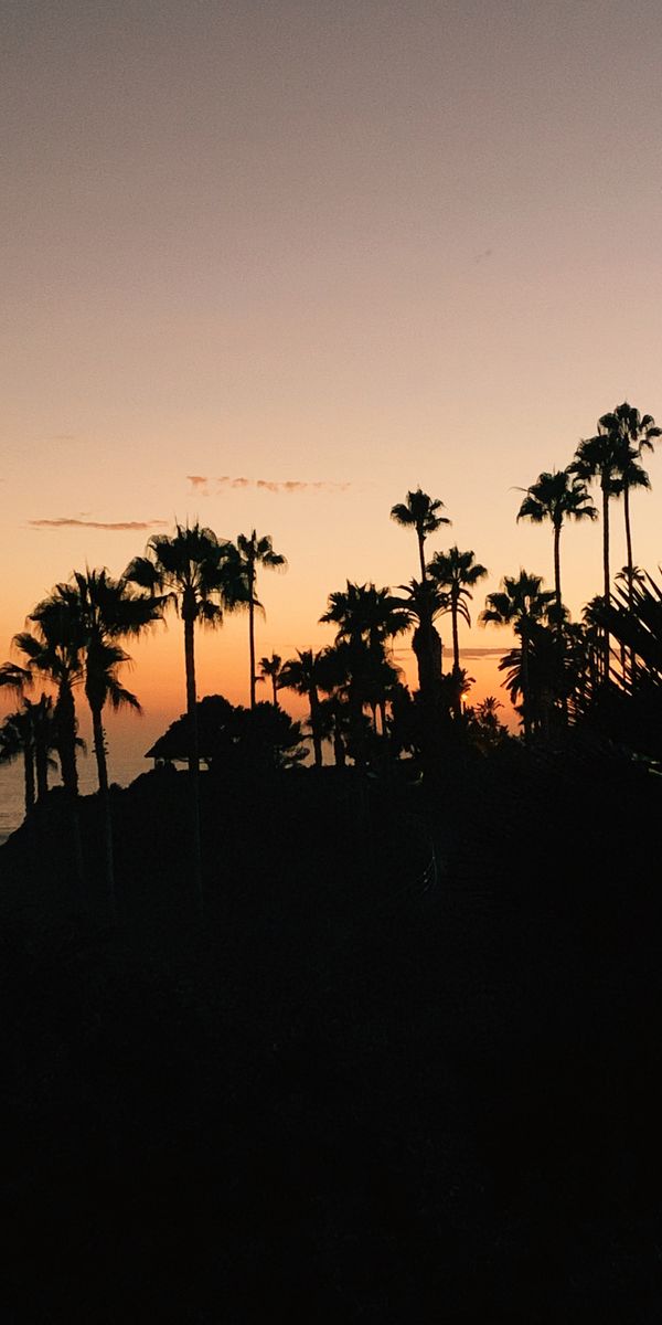Tropical Sunset with Silhouetted Palm Trees
