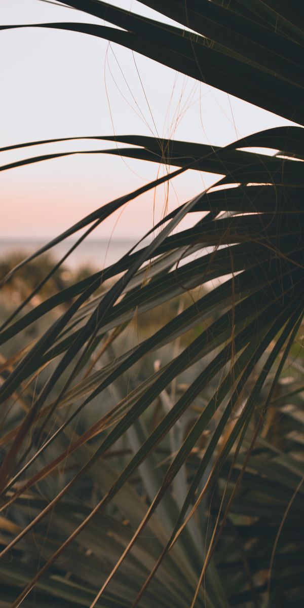 Phone wallpaper: Palm, Branch, Plant, Leaves, Nature, Dark free download