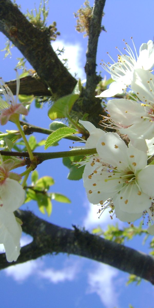 4k White Blossom on Tree Branch in Clear Blue Sky