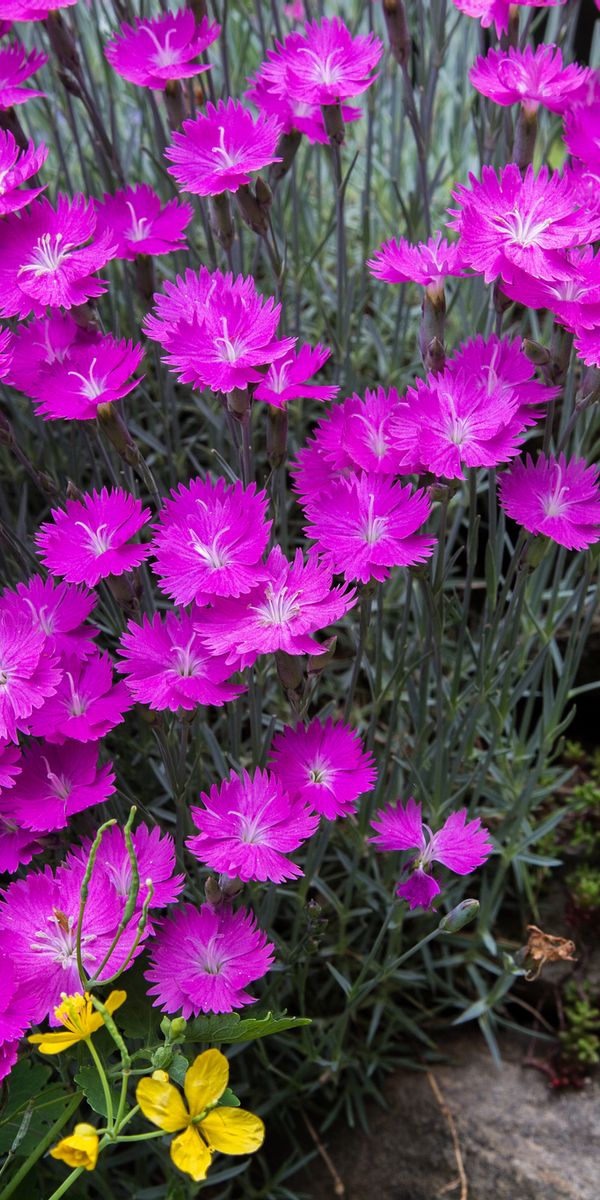 Phone wallpaper: Nature, Flowers, Flower, Earth, Stone, Pink Flower free download