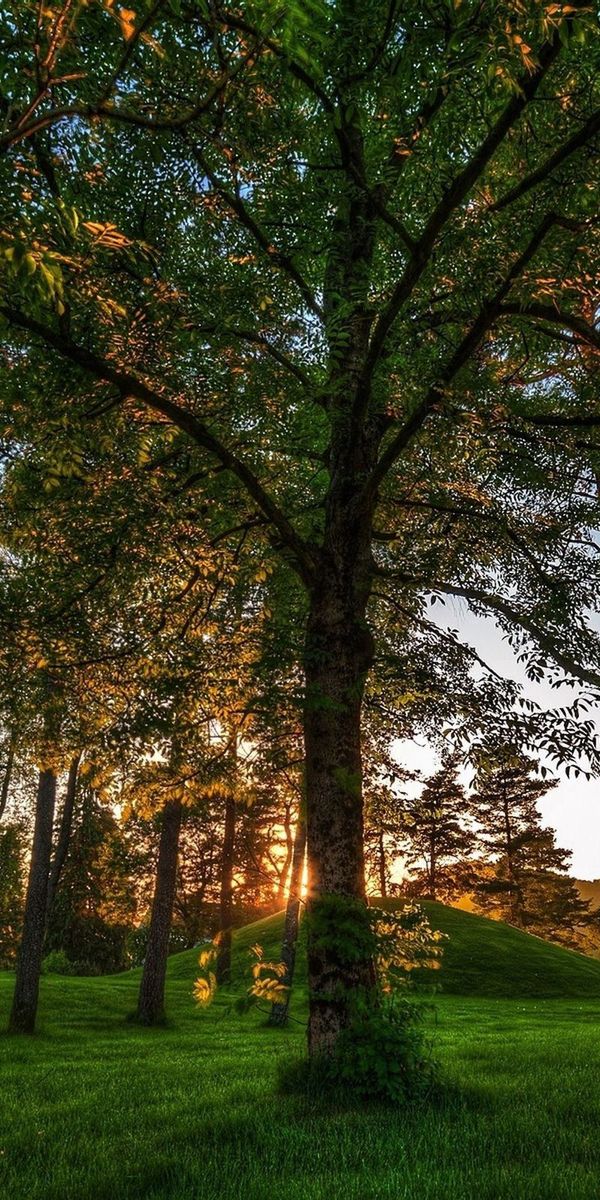 Phone wallpaper: Trees, Shadow, Grass, Nature, Light, Shine free download